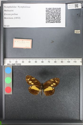 Media type: image;   Entomology 101016